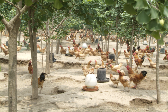 ������ֳ