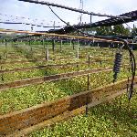 �ֳ�����